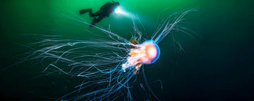 Do Dive Lights Attract Deep Sea Creatures?